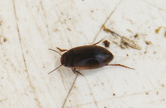 Hydroporus angustatus