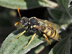 Nomada nobilis