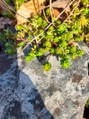 Sedum