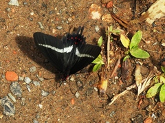 Parides bunichus