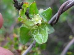 Muehlenbeckia hastulata