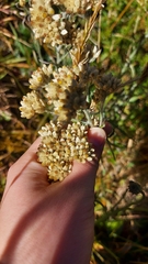 Gamochaeta americana