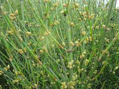 Ephedra chilensis
