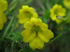 Tropaeolum brachyceras