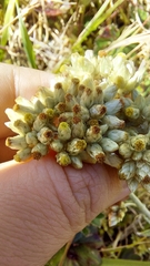 Gamochaeta americana