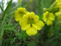 Tropaeolum brachyceras