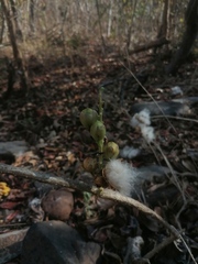 Ibervillea hypoleuca