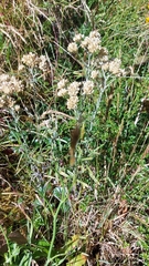 Gamochaeta americana