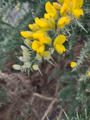Ulex europaeus