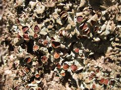 Lobaria adscripta
