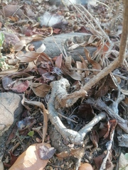 Ibervillea hypoleuca