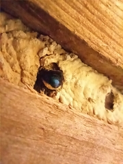 Osmia ribifloris ribifloris