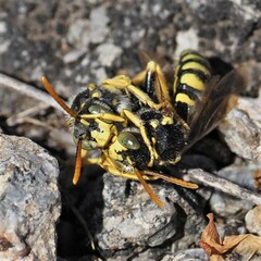 Nomada nobilis
