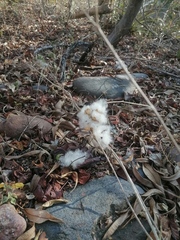 Ibervillea hypoleuca