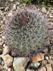 Ferocactus emoryi