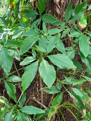 Syngonium angustatum