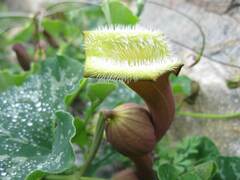 Aristolochia chilensis