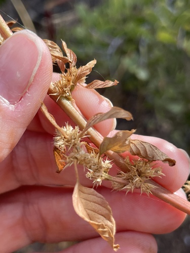 Watson's amaranth (Amaranthus watsonii)