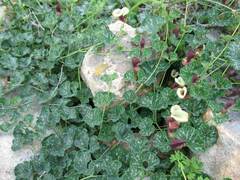 Aristolochia chilensis