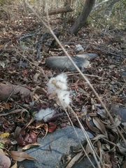 Ibervillea hypoleuca