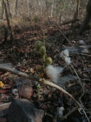 Ibervillea hypoleuca