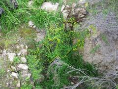 Tropaeolum brachyceras
