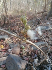 Ibervillea hypoleuca
