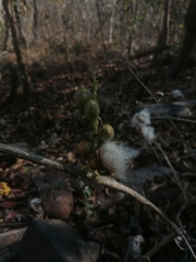 Ibervillea hypoleuca
