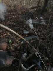 Ibervillea hypoleuca