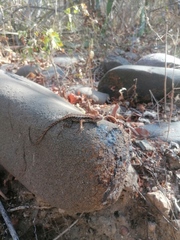 Sceloporus siniferus