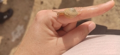 Gastropoda