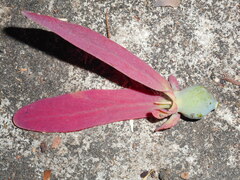 Dipterocarpus obtusifolius