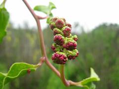 Anisomeria littoralis