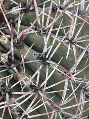 Ferocactus emoryi