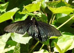 Battus polystictus