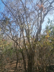 Libidibia sclerocarpa