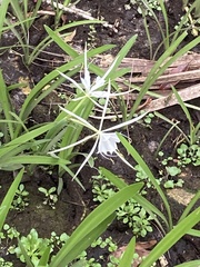 Hymenocallis palmeri
