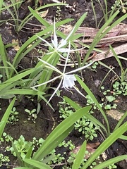 Hymenocallis palmeri