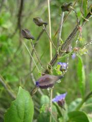 Tropaeolum azureum