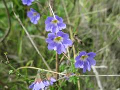 Tropaeolum azureum