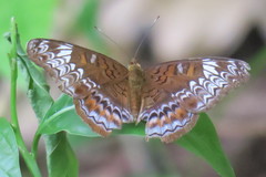 Lebadea martha parkeri