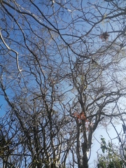 Libidibia sclerocarpa