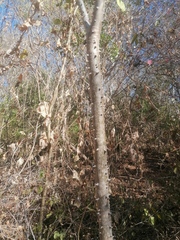 Cnidoscolus megacanthus