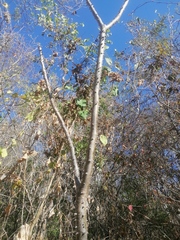 Cnidoscolus megacanthus