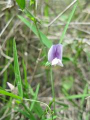 Lathyrus pusillus