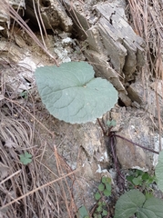 Packera coahuilensis