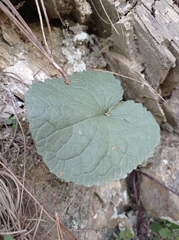 Packera coahuilensis