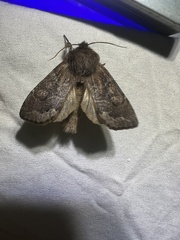 Orthosia garmani
