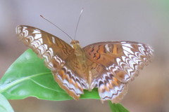 Lebadea martha parkeri