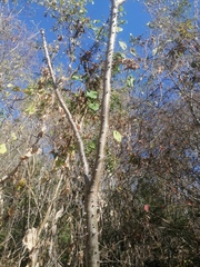 Cnidoscolus megacanthus